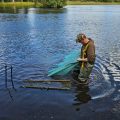 llyngwyn wild carp collection 2023