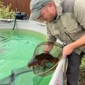 wild carp transferred to holding pond.