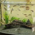 Wild Carp Trust study aquarium for young carp.