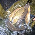 wild carp trust success