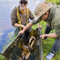 brood fish wild carp trust