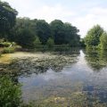 wild carp trust cowslip pool 2020