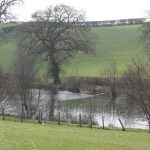 wild carp trust cowslip pool