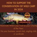 How to help the wild carp trust in 2024