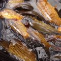 wild carp saved by the wild carp trust