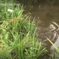 wild carp trust successful spawning