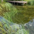 blue-green algae at LLyngywn wild carp