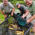 July wild carp rehoming llyngwyn