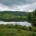June rehoming wild carp